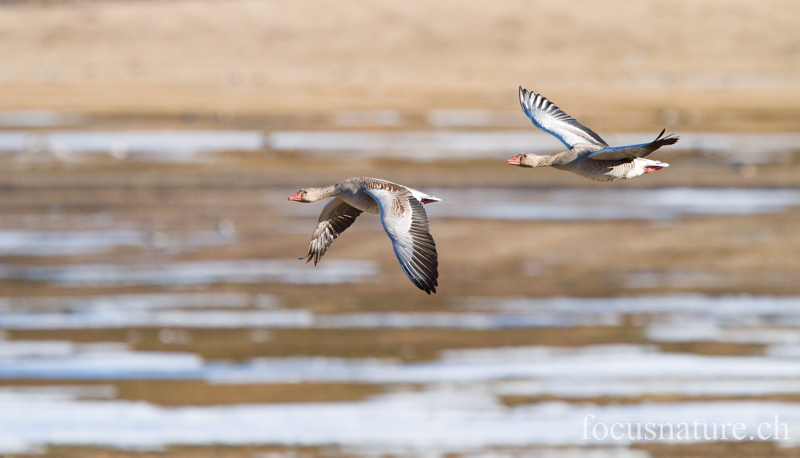 Oie cendree 7497.jpg - Oie cendrée,Anser anser,Greylag Goose (Hornborgasjön, Suède, avril 2013)